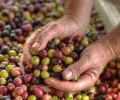 Olive harvest begins late autumn, usually just after wine grapes. The olives are often hand-picked at night—the freshness of the fruit translates to the oil.