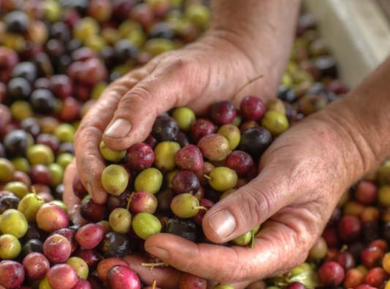 Olive harvest begins late autumn, usually just after wine grapes. The olives are often hand-picked at night—the freshness of the fruit translates to the oil.