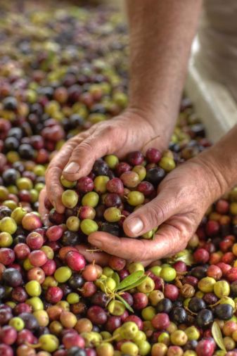 Olive harvest begins late autumn, usually just after wine grapes. The olives are often hand-picked at night—the freshness of the fruit translates to the oil.