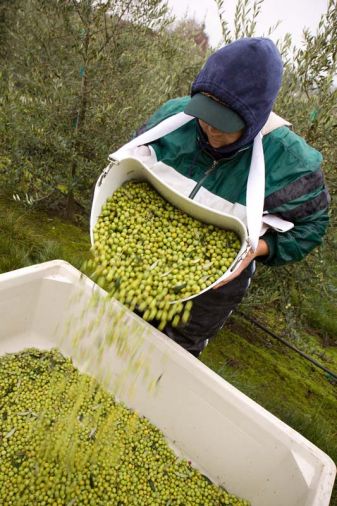 After harvest, the fruit is sorted, cleaned, and then run through the mill—where it’s crushed, pressed, and the oil is separated from the solids. The pure oil is stored in a tank until it’s time for filtering and bottling which occurs early winter.