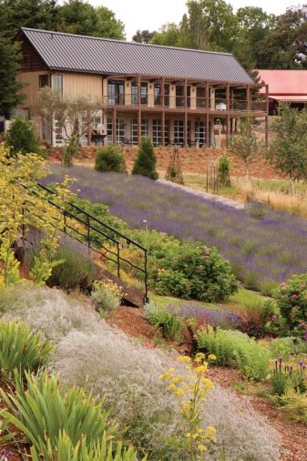 The Italian mill at Oregon Olive Mill has the ability to process over 1,000 lbs of olives per hour, making it the largest commercial operation in the Pacific Northwest. Each year, the Durants host a community milling day, crushing olives for nearby small growers.