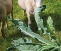 Diggin’ Roots Farm started out with just three sheep, like this Katahdin (shown) helping himself to some cauliflower leaves. Now the farm has a flock of 50 Black Welsh Mountain Sheep, a hardy and self-reliant multipurpose breed perfect for the Northwest’s decidedly Wales-like climate.