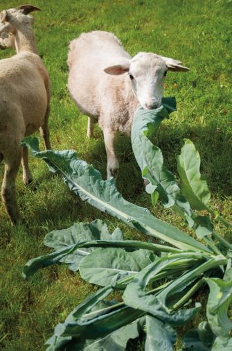 Diggin’ Roots Farm started out with just three sheep, like this Katahdin (shown) helping himself to some cauliflower leaves. Now the farm has a flock of 50 Black Welsh Mountain Sheep, a hardy and self-reliant multipurpose breed perfect for the Northwest’s decidedly Wales-like climate.
