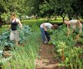 Sarah and Conner are helped by two employees on busy harvest days.