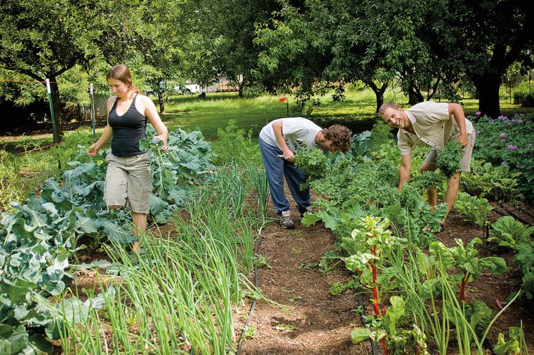 Sarah and Conner are helped by two employees on busy harvest days.