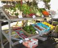 The Cannon Beach Farmer’s Market is open Tuesdays 1:00-5:00 from mid-June to late September. Shop for vegetables, flowers, pasture-raised meat, organic cheese and artisan food.