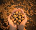 Out of every 100 hazelnuts harvested in the United States, 99 are grown in Oregon. The nuts’ unmistakable flavor and richness is finding its way into everything from craft beer to hazelnut-finished prosciutto.