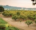 Historically, hazelnuts haven’t required irrigation in the Willamette Valley. Our recent drought is starting to change that, especially for saplings. Dedicated to conserving resources, many Oregon growers have started installing drip irrigation, which uses much less water than overheard irrigation.