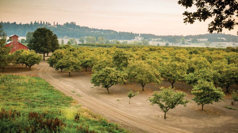 Historically, hazelnuts haven’t required irrigation in the Willamette Valley. Our recent drought is starting to change that, especially for saplings. Dedicated to conserving resources, many Oregon growers have started installing drip irrigation, which uses much less water than overheard irrigation.