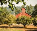 Oregon’s hazelnut farmers are entering a golden age of full harvests, strong orchards, and industry vitality almost unimaginable a generation ago.