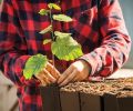 New hazelnut varieties created by Oregon State University plant breeders have helped turn the industry around. As older trees succumb to blight, Jefferson and Yamhill saplings stand ready to take their place.