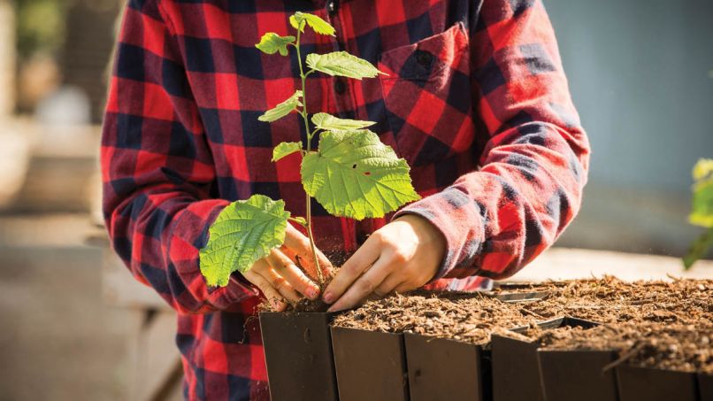 New hazelnut varieties created by Oregon State University plant breeders have helped turn the industry around. As older trees succumb to blight, Jefferson and Yamhill saplings stand ready to take their place.