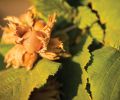 Hazelnuts grow encased in a fibrous husk called an involucre, which it sheds when ripe.