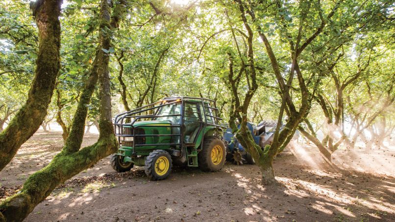 Hazelnut trees are planted with very wide spacing, and farmers carefully tend the ground beneath to keep it in good shape for the harvesters. Orchard ground needs to be firm, flat, and tightly mown to maximize sweeper efficiency.