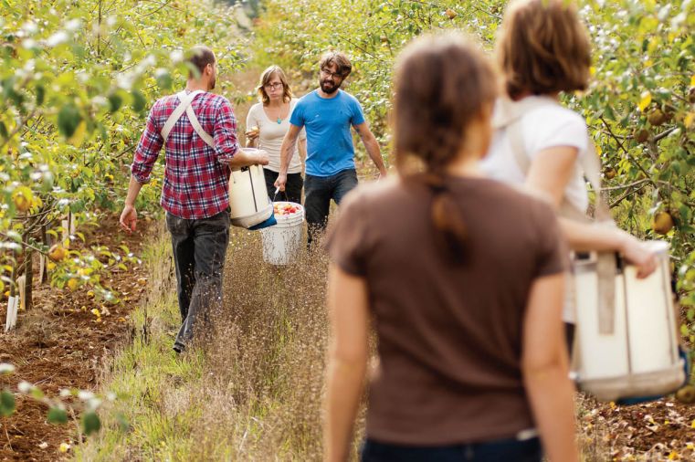 Workers at Wandering Aengus hand-harvest each tree in their Salem orchard, carefully choosing fruit at the peak of ripeness. Many traditional cider apples are indelibly tart, bitter, or tannic when raw. Only after fermentation are those unpleasant tastes transformed into the wonderful perfumed, sweet-tart flavors we associate with great cider. Sweet apples (called “desserts” in the industry) can make good cider, but they lack the structure and complexity of apples bred for cider.