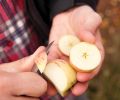 Wandering Aengus sources apples from a range of orchards, including their own small orchard in Salem. Their orchard stock comes from cuttings made from a historic apple orchard in Washington County, at that time one of the only repositories of traditional cider apple genetic material in our region.