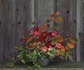 Try your hand at this fall floral arrangement designed by Kailla Platt. The bloom and stem counts are detailed here: 5 Dahlia ‘Cornell,’ 5 Dahlia ‘Jason Matthew,’ 5 Tricyrtis, 5 Schizostylis coccinea, 2 Hamamelis foliage, 2 Purple Leaved Grape foliage, 2 Tomatillo foliage and fruit, 5 Scented Geranium foliage, 5 Zinnia ‘Benary’s Salmon,’ 3 Aronia foliage, 7 Gomphrena, 6 Zinnia ‘Persian Carpet,’ 2 Lacecap Hydrangea, 1 Tree Peony leaf.