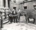 Hampton has a Portland connection.  Her great grandfather, Austin Flegel, was a Portlander who lived in Thailand as an economic adviser.  In 1953, he and his wife donated a female elephant from Thailand to the Portland Zoo and named her Rosy in honor of the city’s signature bloom.  More than 100,000 Portlanders lined the streets to greet Rosy when she arrived.