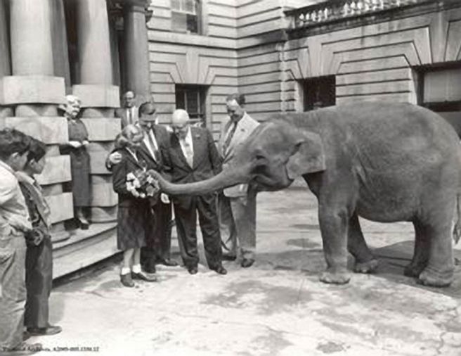 Hampton has a Portland connection.  Her great grandfather, Austin Flegel, was a Portlander who lived in Thailand as an economic adviser.  In 1953, he and his wife donated a female elephant from Thailand to the Portland Zoo and named her Rosy in honor of the city’s signature bloom.  More than 100,000 Portlanders lined the streets to greet Rosy when she arrived.