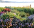 Tish’s garden is set against the stunning backdrop of Puget Sound. In the foreground, Ceanothus thyrsiflorus ‘Victoria’ blooms in front of a hardy Rosa rugosa and nearly pastel Nepeta x faassenii ‘Walker’s Low.’ Purple Salvia nemorosa ‘Caradonna’ contrasts strikingly against the foliage of Phlomis russeliana and the sunset-like glow of Berberis thunbergii ‘Rose Glow,’ while rounded tufts of Anemanthele lessoniana and Calamagrostis x acutiflora ‘Karl Foerster’ provide soft movement.