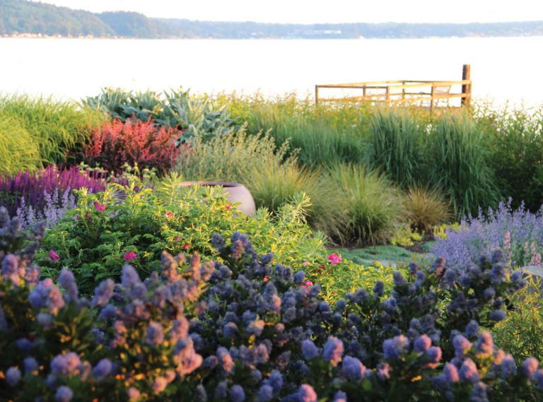 Tish’s garden is set against the stunning backdrop of Puget Sound. In the foreground, Ceanothus thyrsiflorus ‘Victoria’ blooms in front of a hardy Rosa rugosa and nearly pastel Nepeta x faassenii ‘Walker’s Low.’ Purple Salvia nemorosa ‘Caradonna’ contrasts strikingly against the foliage of Phlomis russeliana and the sunset-like glow of Berberis thunbergii ‘Rose Glow,’ while rounded tufts of Anemanthele lessoniana and Calamagrostis x acutiflora ‘Karl Foerster’ provide soft movement.