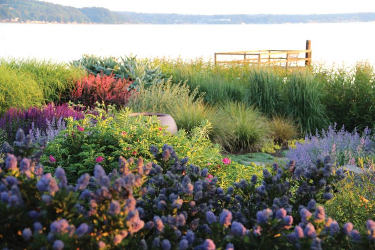 Tish’s garden is set against the stunning backdrop of Puget Sound. In the foreground, Ceanothus thyrsiflorus ‘Victoria’ blooms in front of a hardy Rosa rugosa and nearly pastel Nepeta x faassenii ‘Walker’s Low.’ Purple Salvia nemorosa ‘Caradonna’ contrasts strikingly against the foliage of Phlomis russeliana and the sunset-like glow of Berberis thunbergii ‘Rose Glow,’ while rounded tufts of Anemanthele lessoniana and Calamagrostis x acutiflora ‘Karl Foerster’ provide soft movement.