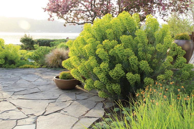 A mass of Euphorbia characias wulfenii anchors one side of a slate patio.