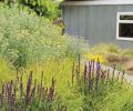 Tish loves to use soft grasses like Sesleria autumnalis in plantings to soften the edges of perennial plantings.