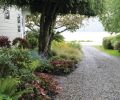 Behind, Carex oshimensis ‘Evergold’ softens the edge of the gravel driveway.