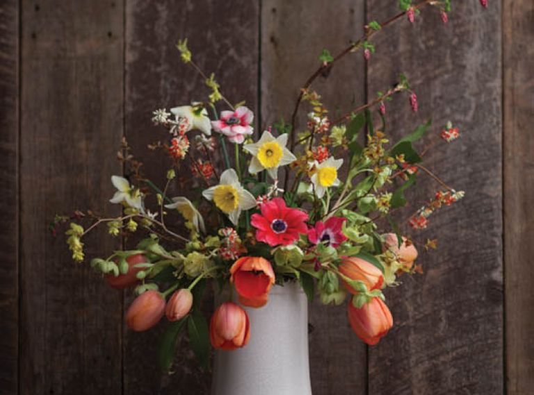 A BUTTERCUP WINTERHAZEL & FLOWERING CURRANT BOUQUET – THE STEMS YOU’LL NEED: 8 Tulipa ‘Apricot Impression,’ 3 Edgeworthia chrysantha ‘Akebono,’ 2 Rhododendron lutescens, 2 Illicium anisatum, 3 Helleborus argutifolius, 3 Anemone coronaria, 1 Ribes sanguineum, 3 Corylopsis pauciflora, 3 Spirea japonica ‘Goldflame’ foliage, 6 Narcissus ‘Silver Standard.’