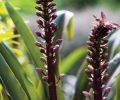 Annuals are confined to pots rather than planted in the ground in order to limit maintenance; Pineapple Lily (Eucomis  ‘Sparkling Burgundy’) has strong architectural foliage as well as spiky flowers with a tropical appearance.