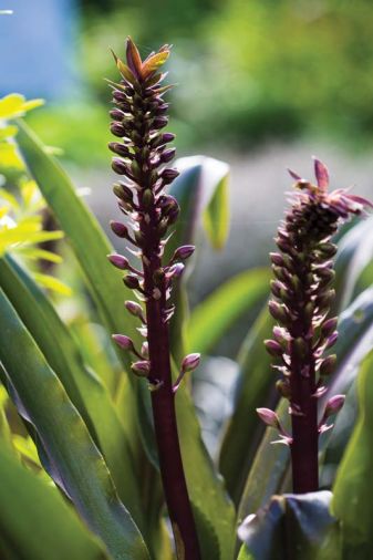Annuals are confined to pots rather than planted in the ground in order to limit maintenance; Pineapple Lily (<i>Eucomis</i>  ‘Sparkling Burgundy’) has strong architectural foliage as well as spiky flowers with a tropical appearance.