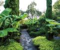 Mature Japanese Banana (Musa basjoo) and Italian Cypress (Cupressus sempervirens ‘Glauca’) flank the garden’s entryway above soft stands of Japanese Forest Grass (Hakonechloa macra ‘All Gold’). Lauren loves the drama and texture of plants with very large leaves, and chose banana as a way to create rhythmic patterns throughout the garden. As the summer progresses, the bananas get tall enough that they create an almost tunnel-like effect.