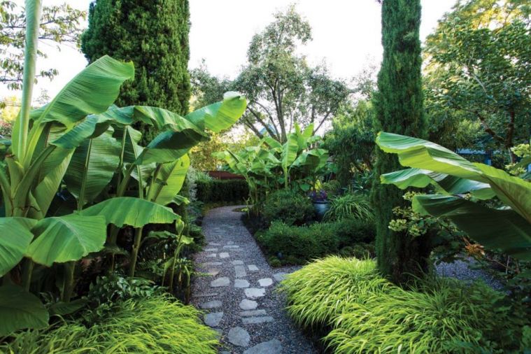 Mature Japanese Banana (<i>Musa basjoo</i>) and Italian Cypress (<i>Cupressus sempervirens</i> ‘Glauca’) flank the garden’s entryway above soft stands of Japanese Forest Grass (<i>Hakonechloa macra</i> ‘All Gold’). Lauren loves the drama and texture of plants with very large leaves, and chose banana as a way to create rhythmic patterns throughout the garden. As the summer progresses, the bananas get tall enough that they create an almost tunnel-like effect.