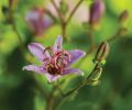 Though this garden is more about foliage than flowers, Toad Lily (Tricyrtis ‘Blushing Toad’) makes an appearance for its architectural lines and jewel-box like blossoms.
