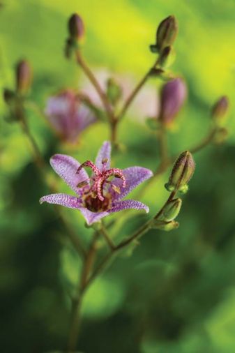 Though this garden is more about foliage than flowers, Toad Lily (<i>Tricyrtis</i> ‘Blushing Toad’) makes an appearance for its architectural lines and jewel-box like blossoms.