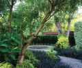 Black Mondo Grass (Ophiopogon planiscapus ) is used as a groundcover throughout the garden. In the foreground, Metapanax delavayi offers a graceful vase-shape; in the background is an old apple tree retained from the previous garden.