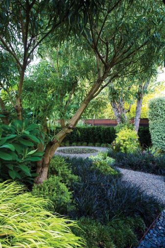 Black Mondo Grass (<i>Ophiopogon planiscapus</i> ) is used as a groundcover throughout the garden. In the foreground, <i>Metapanax delavayi</i> offers a graceful vase-shape; in the background is an old apple tree retained from the previous garden.