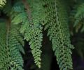 Ferns like Soft Shield Fern (Polystichum setiferum  ‘Divisilobum’) add softness and movement.