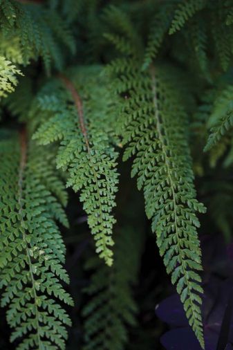 Ferns like Soft Shield Fern (<i>Polystichum setiferum</i>  ‘Divisilobum’) add softness and movement.