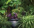 Pots are filled with annuals like Wandering Jew (Tradescantia pallida ‘Purple Heart’), Grass Aloe (Aloe cooperi), and Palm Leaf Begonia (Begonia luxurians).